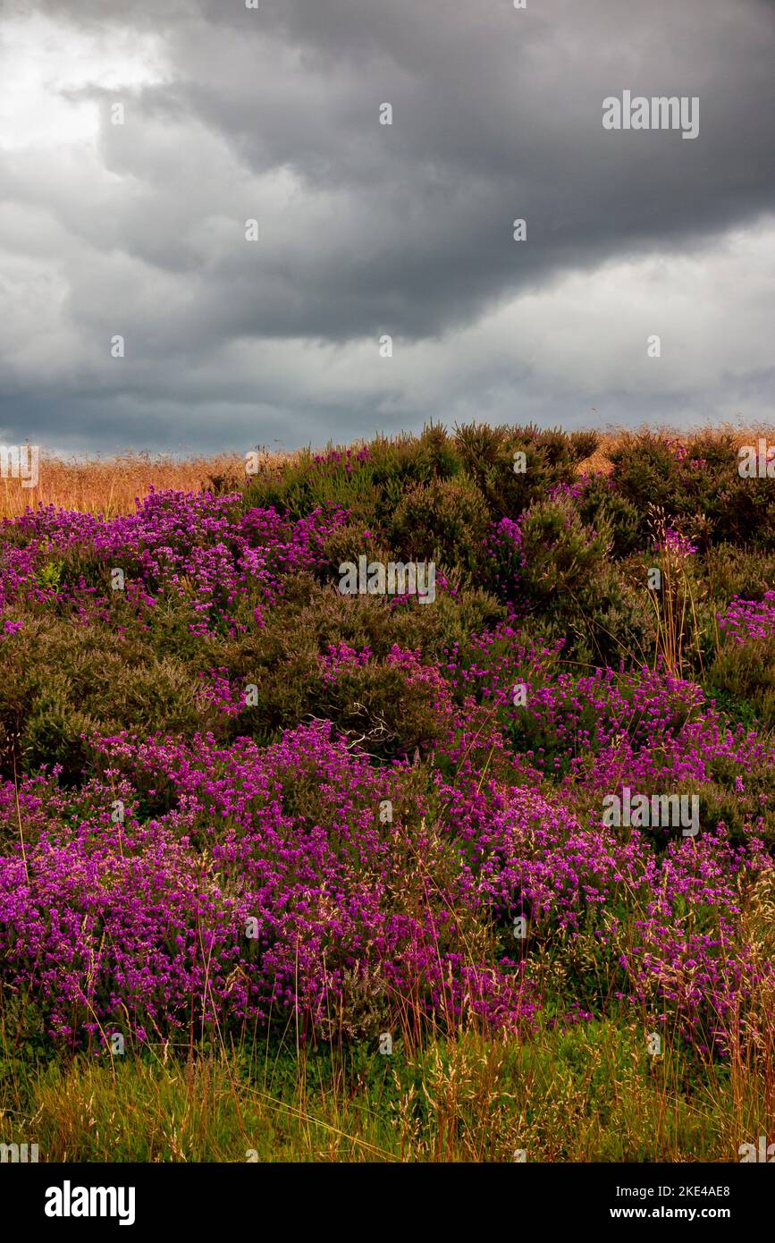 Stormy skies above heather on Ainthorpe Rigg near Danby in the North York Moors National Park Yorkshire England UK. Stock Photo