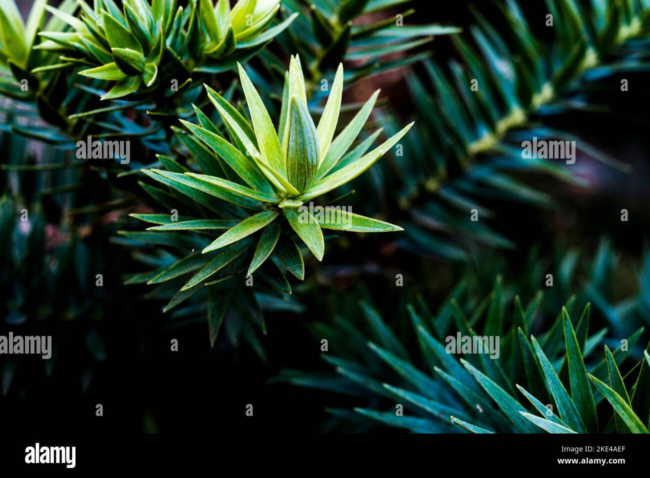 A selective focus shot of leaves of a Bunya pine tree Stock Photo