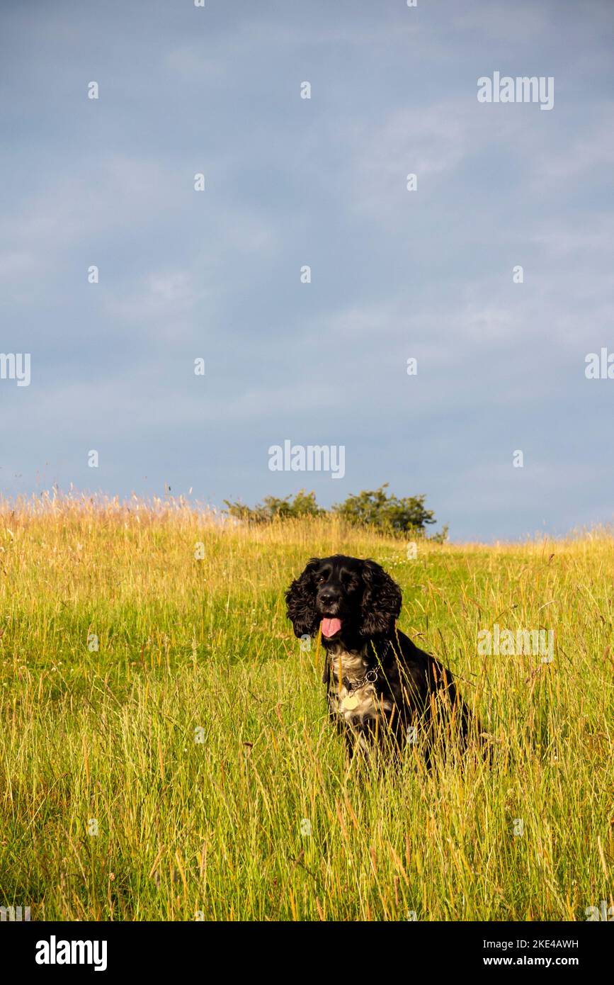 Working cocker spaniel dog with black hair and white chest in upland