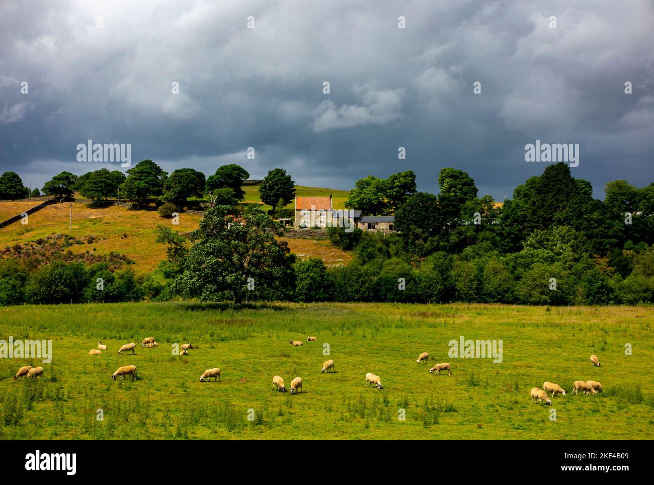 Sheep grazing on farmland beneath a stormy sky near Danby in the North York Moors National Park Yorkshire England UK. Stock Photo
