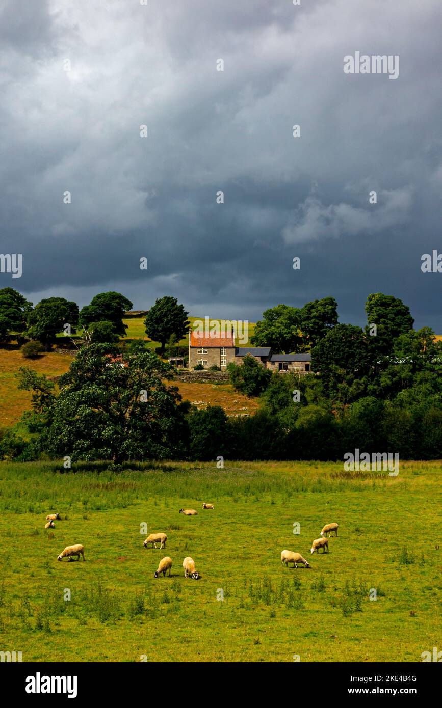 Sheep grazing on farmland beneath a stormy sky near Danby in the North York Moors National Park Yorkshire England UK. Stock Photo