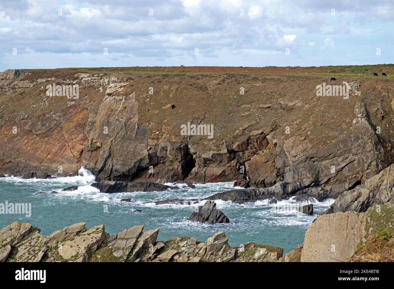 View of Pembrokeshire Coast Deer Park with Welsh Black cattle cows