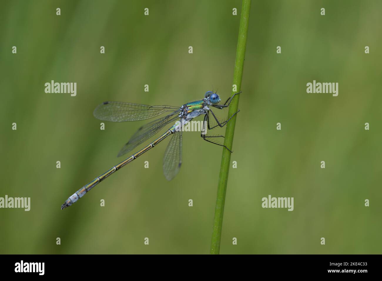 Natural closeup on a colorful blue and green spreadwing dragonfly, Lestes dryas Stock Photo
