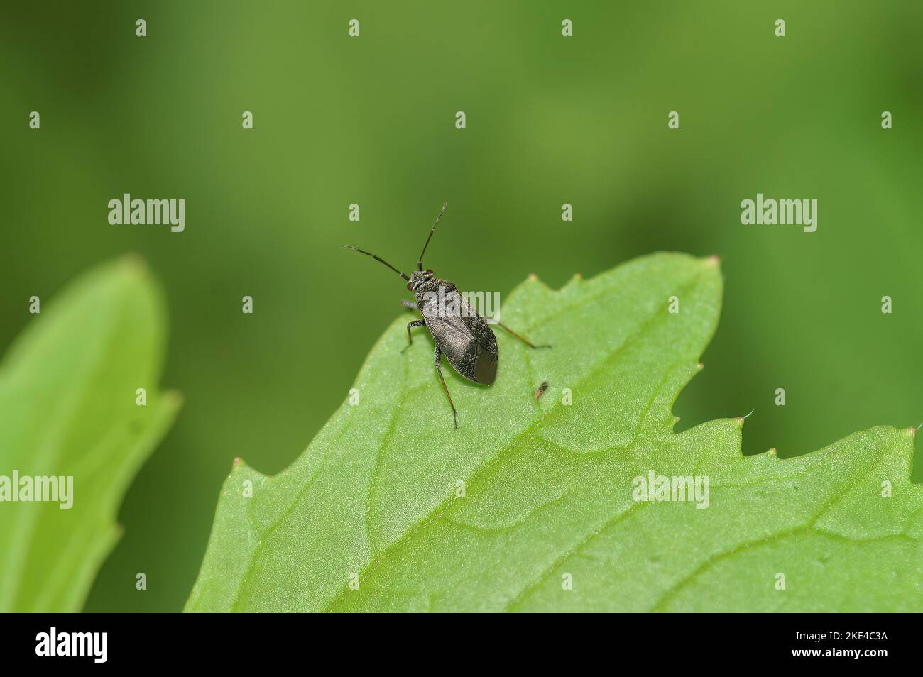 A shallow focus shot of a capsus ater hemipteran insect sitting on a green leaf with blur background Stock Photo