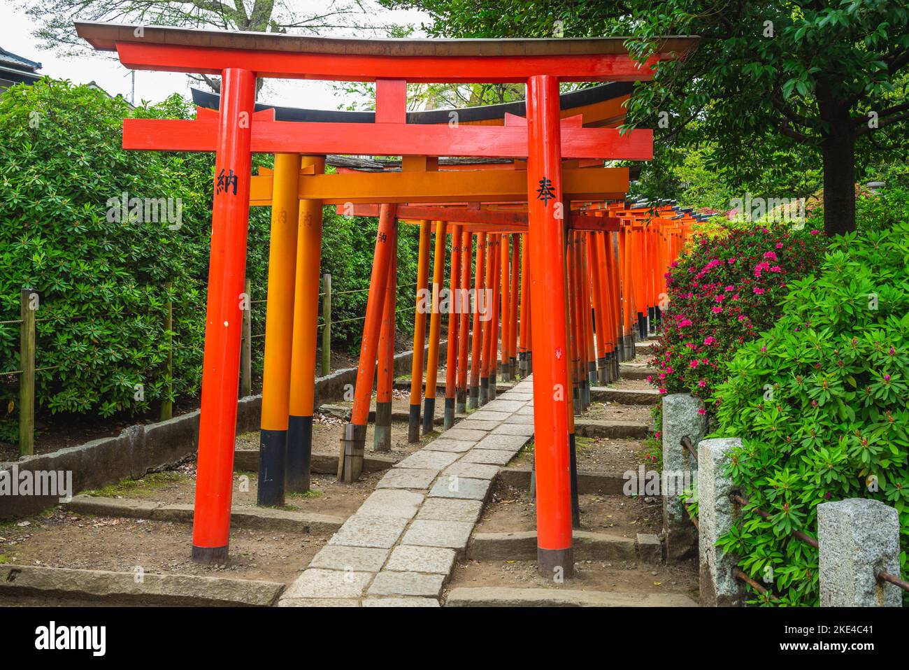 The path of torii at Nezu Shrine in tokyo, japan. Translation: Votive offering Stock Photo
