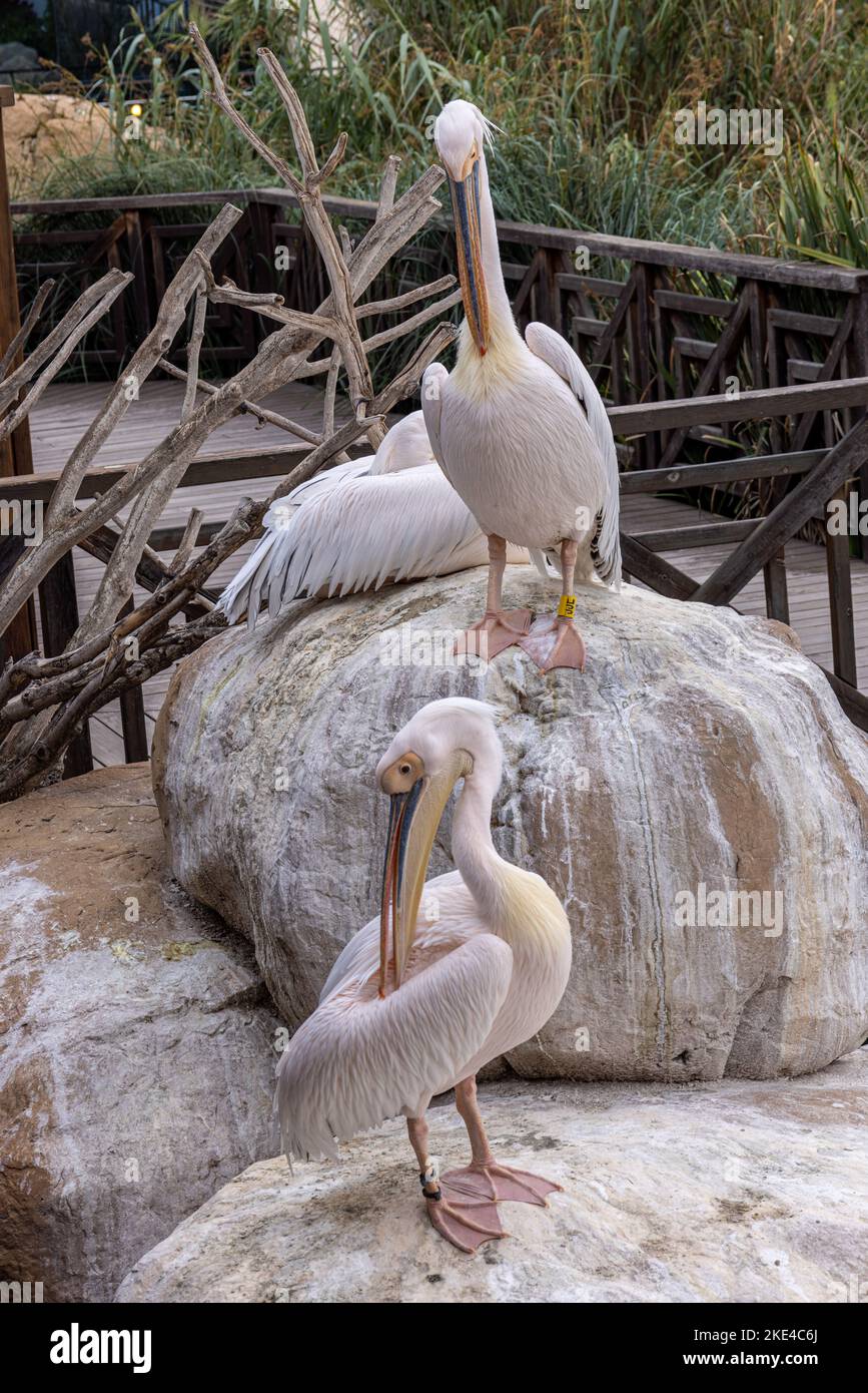 Great White Pelicans, Oceanografic., City of Arts and Science, Valencia, Spain Stock Photo
