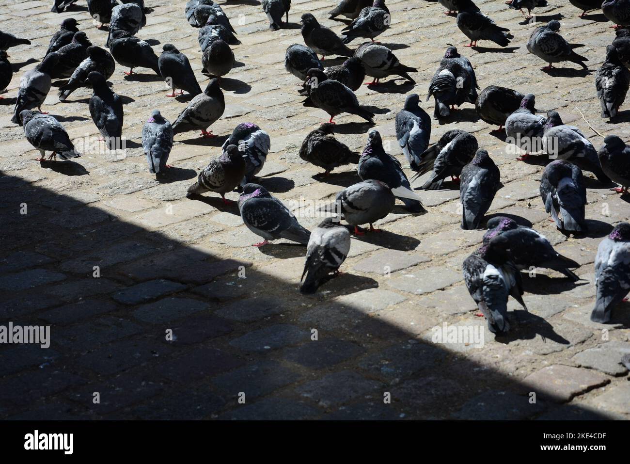 pigeons on the pavement in Paris Stock Photo