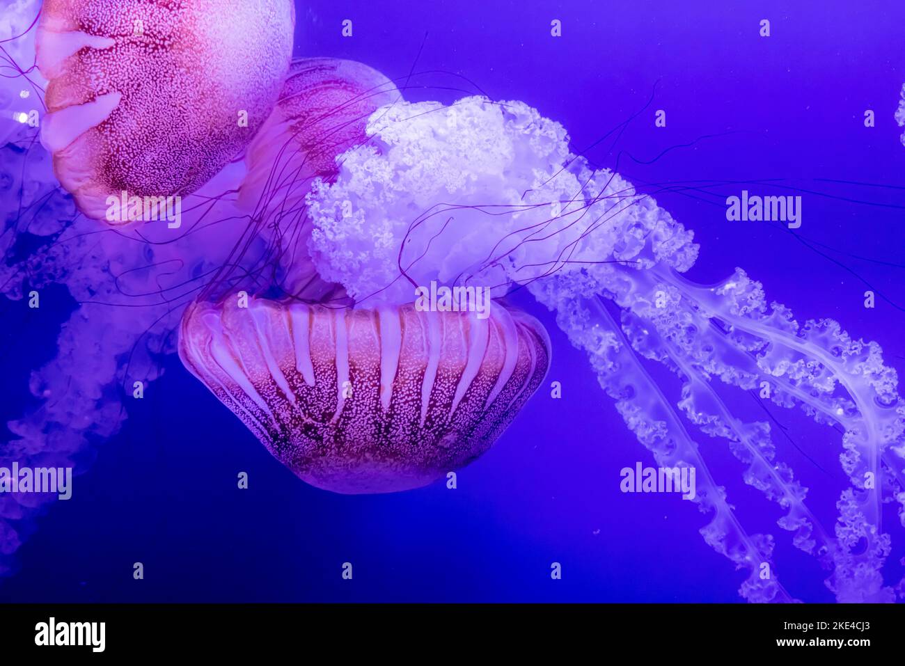 South American sea nettle (Chrysaora plocamia), species of Jelly fish, L'Oceanografic, City of Arts & Sciences, Valencia, Spain Stock Photo
