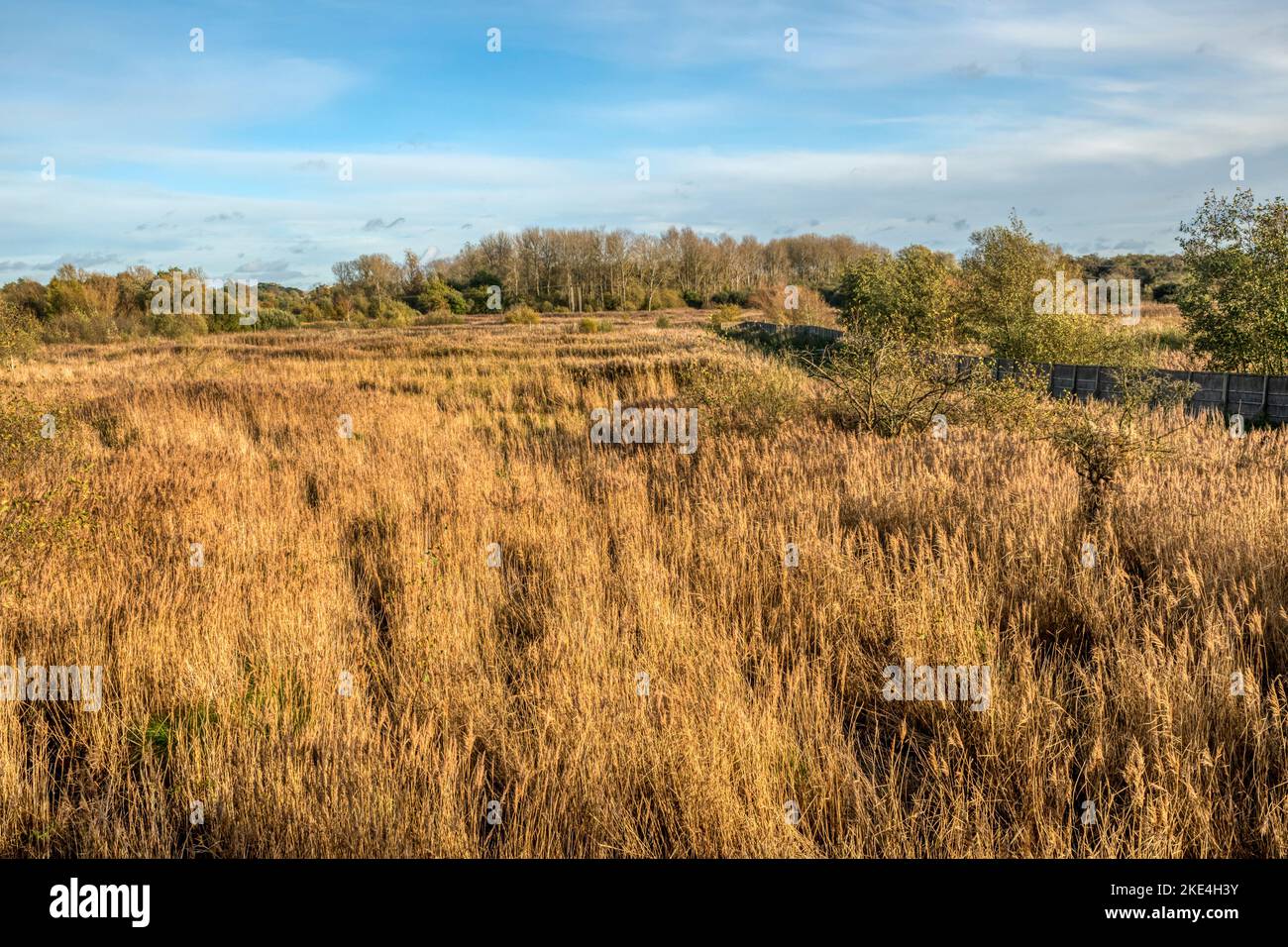 View over reedbeds at Sculthorpe Moor Nature Reserve, Norfolk. From Tower Hide also known as Volunteers Hide. Stock Photo