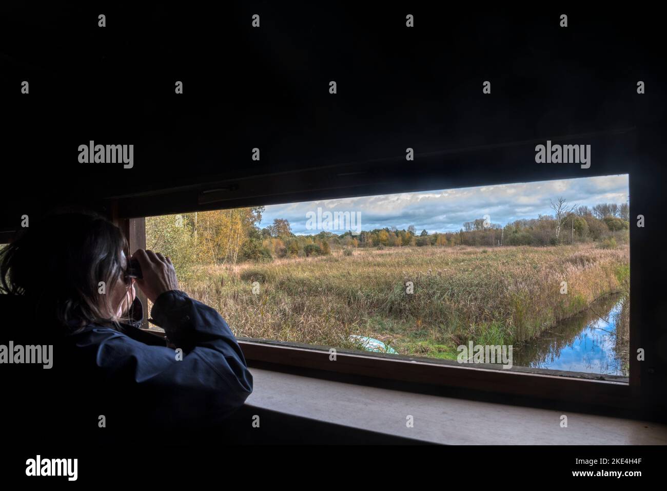 Woman birdwatching from the Whitley Hide also called the Fen Hide at Sculthorpe Moor Nature Reserve, Norfolk. Stock Photo