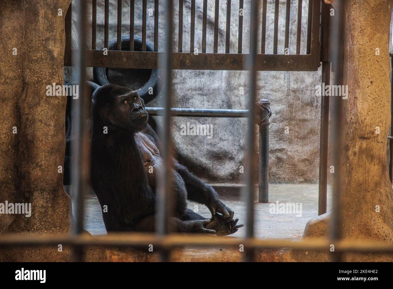 Bangkok, Thailand 10 Nov 2022, Bua Noi, 34 years old and the last