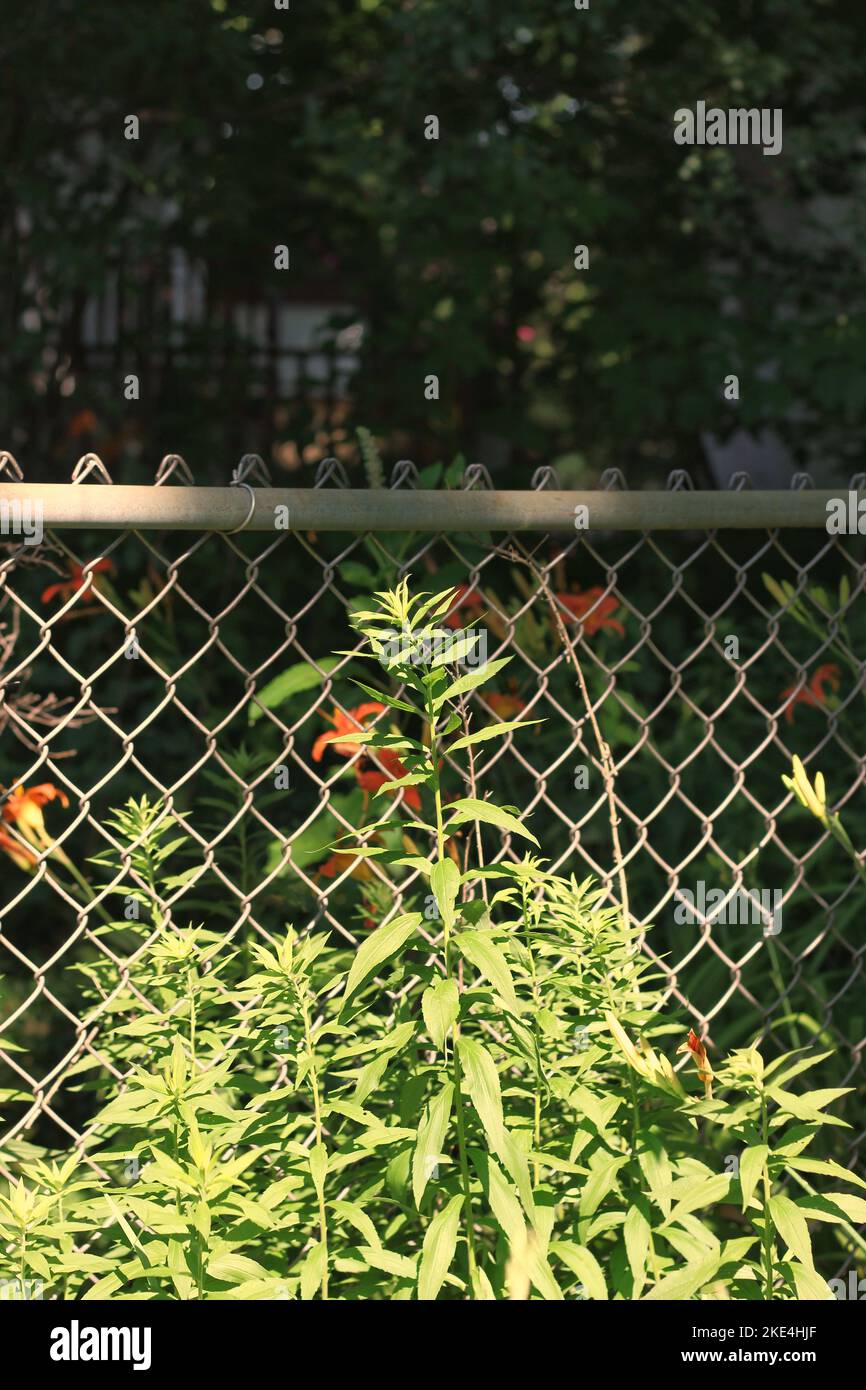 A wild weed growing near the metal chain link fence in the industrial