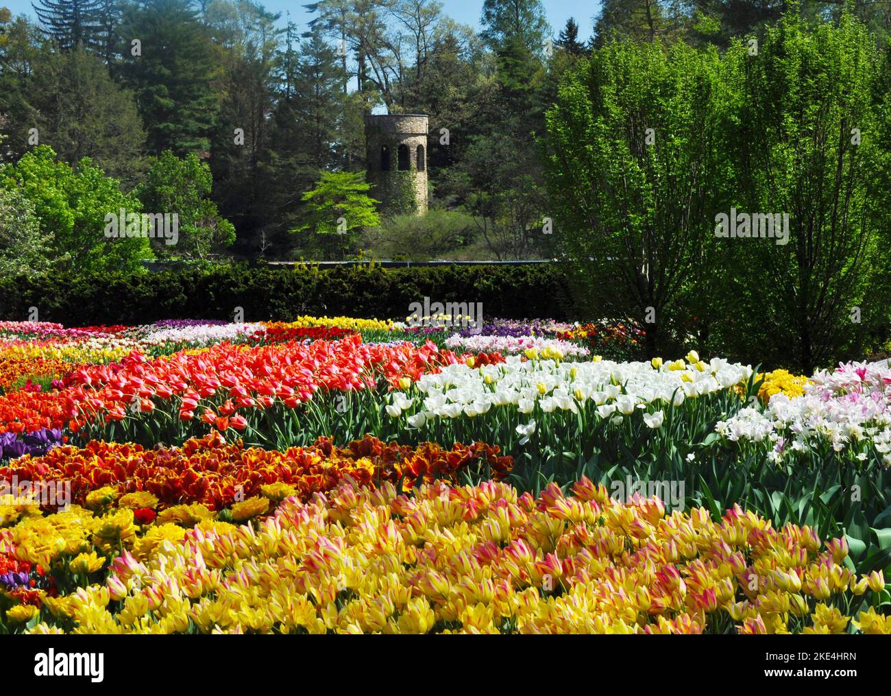 Bell Tower and Tulips Stock Photo
