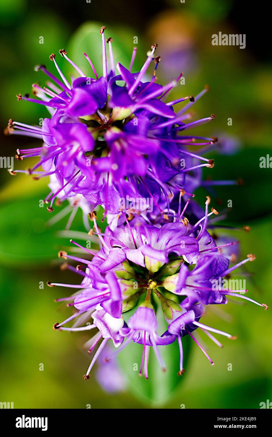 A vertical shot of a Hebe Flower Stock Photo