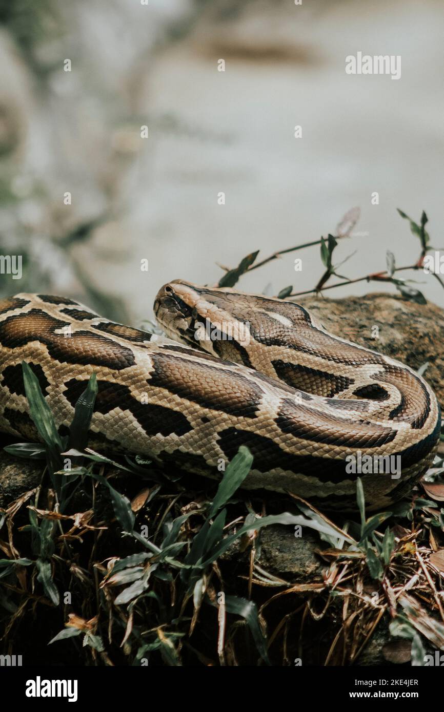A vertical closeup shot of details on a python in a forest Stock Photo ...