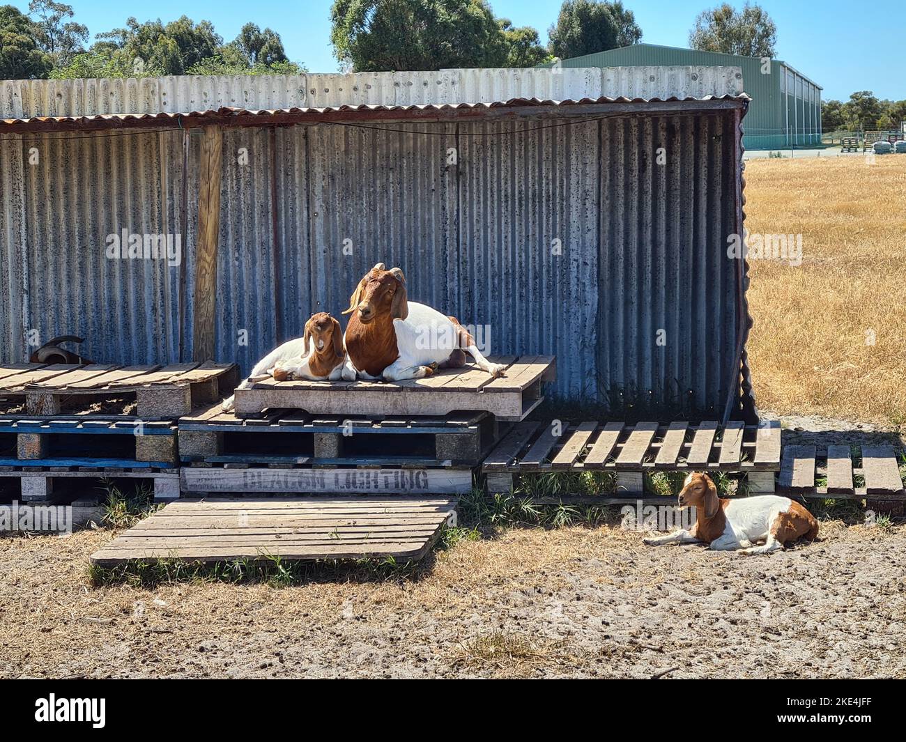 A beautiful shot of Boers (a breed of meat goats) sitting on wooden