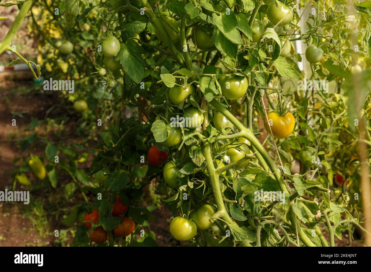 green tomatoes growing in a greenhouse. tomato hanging on a branch. tomatoes plantation. Organic farming Stock Photo