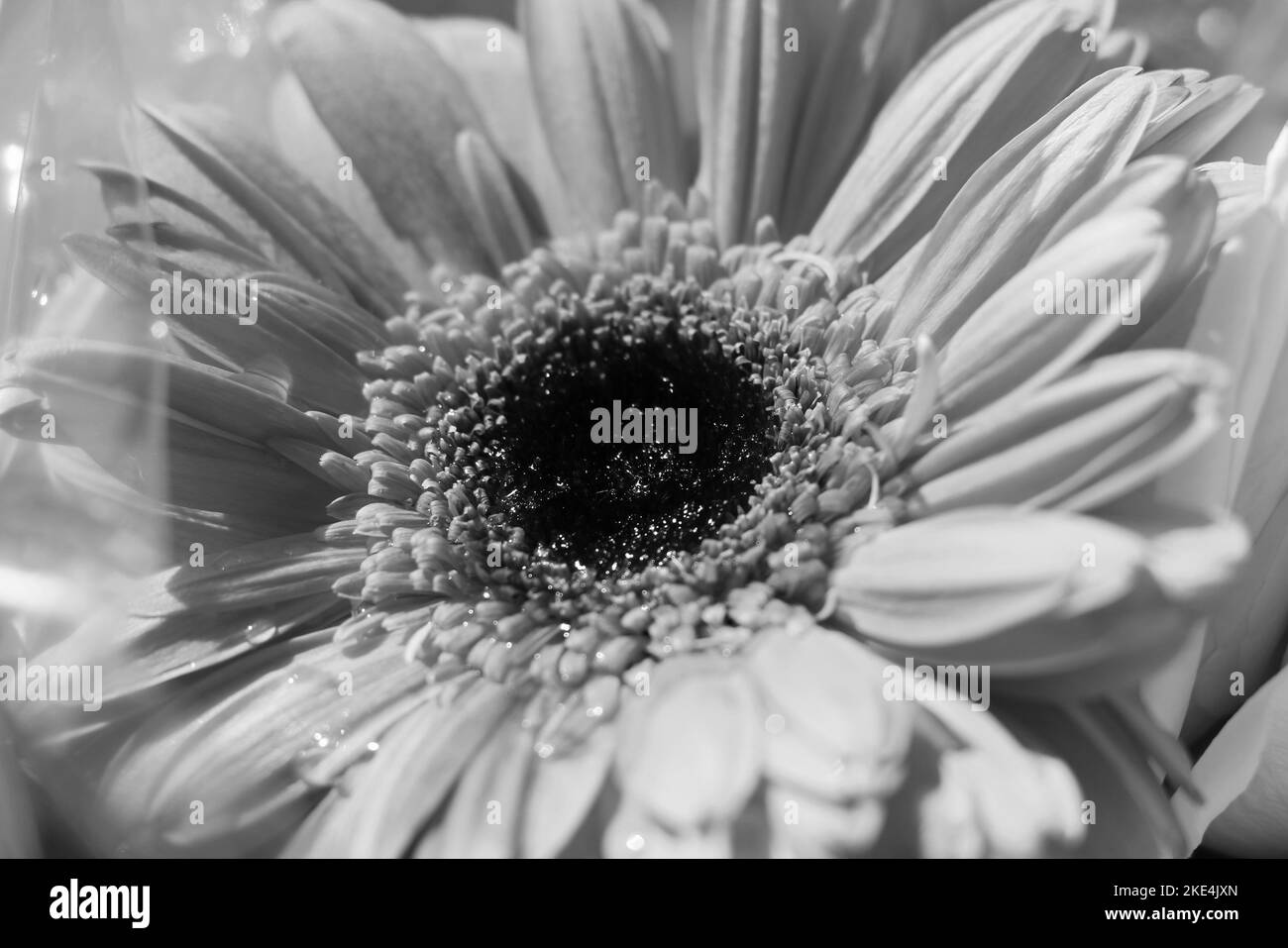 Beautiful daisy flower in full bloom in a black and white monochrome ...