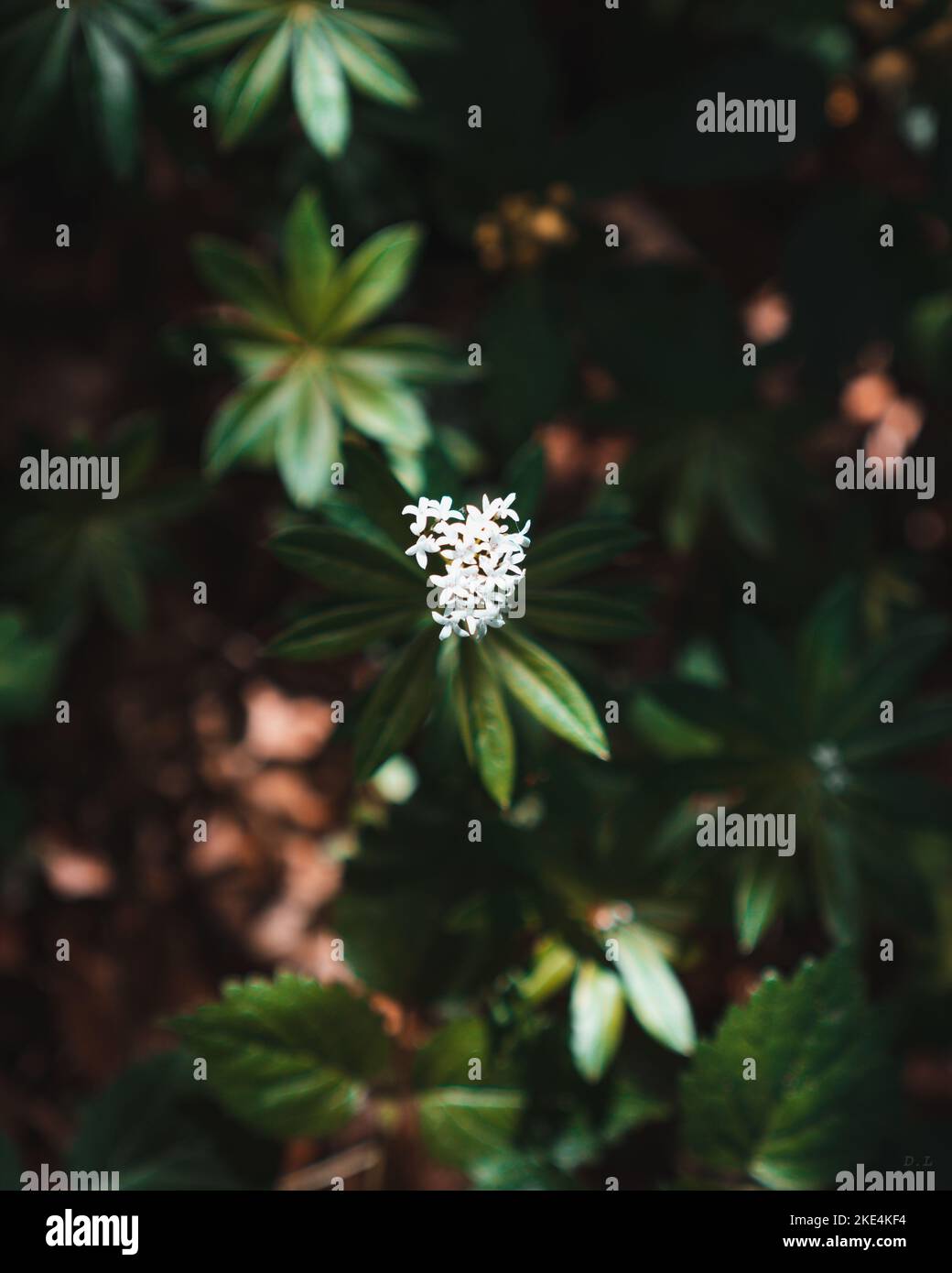 A flat lay shot of a white Woodruff in a garden, with four petals in a star-like configuration and cream-colored stamens, surrounded by green leaves Stock Photo