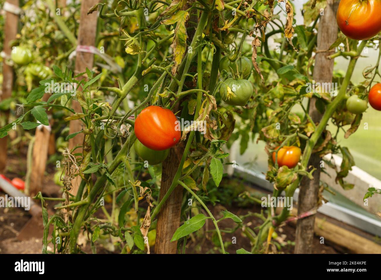 red tomatoes growing in a greenhouse. tomato hanging on a branch ...