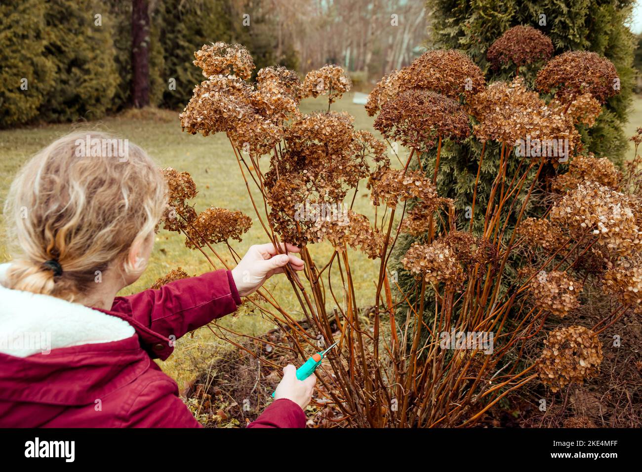 Person cut old hydrangeas flowers down before the Winter. Autumn home gardening work concept. Stock Photo