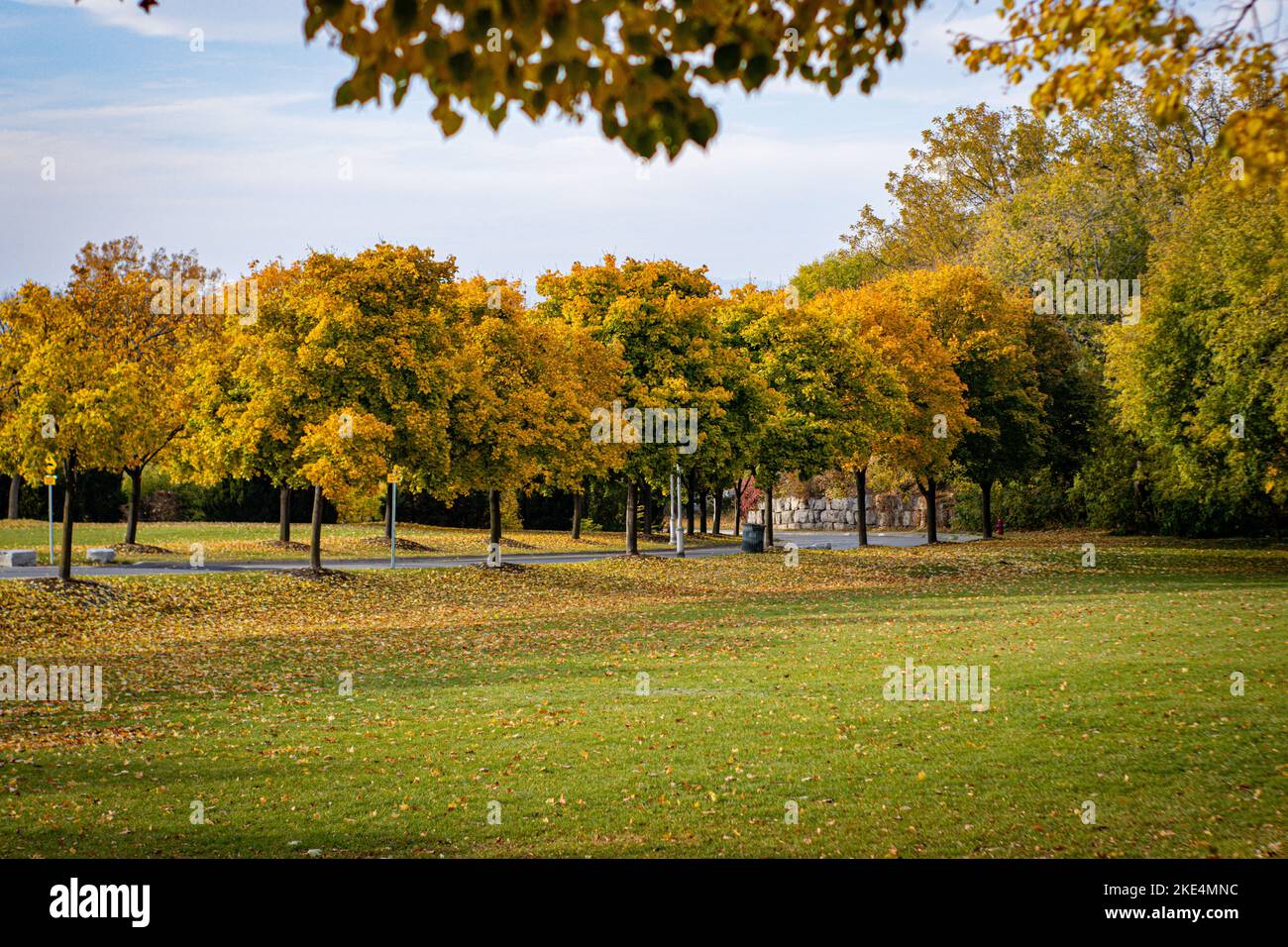 A row of trees in a park during autumn with cloudy sky in the ...