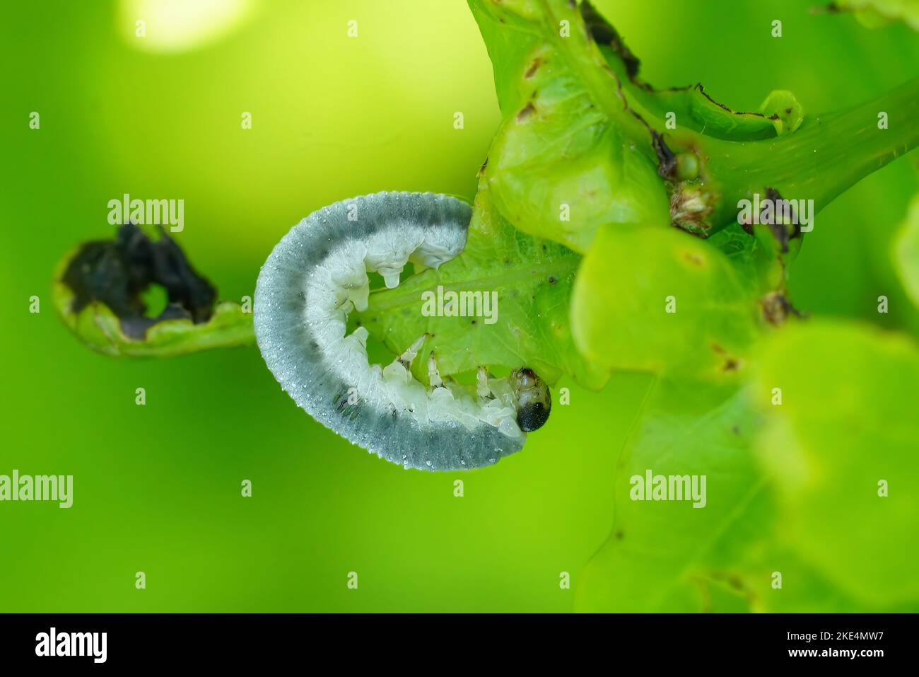 A close up of a Monostegia abdominalis sawfly caterpillar on a plant and blurred background Stock Photo