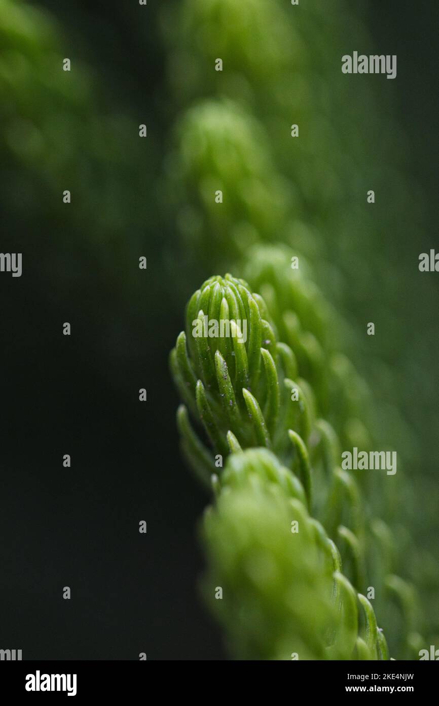 A vertical macro view of Dacrydium plant branches growing with green needles Stock Photo