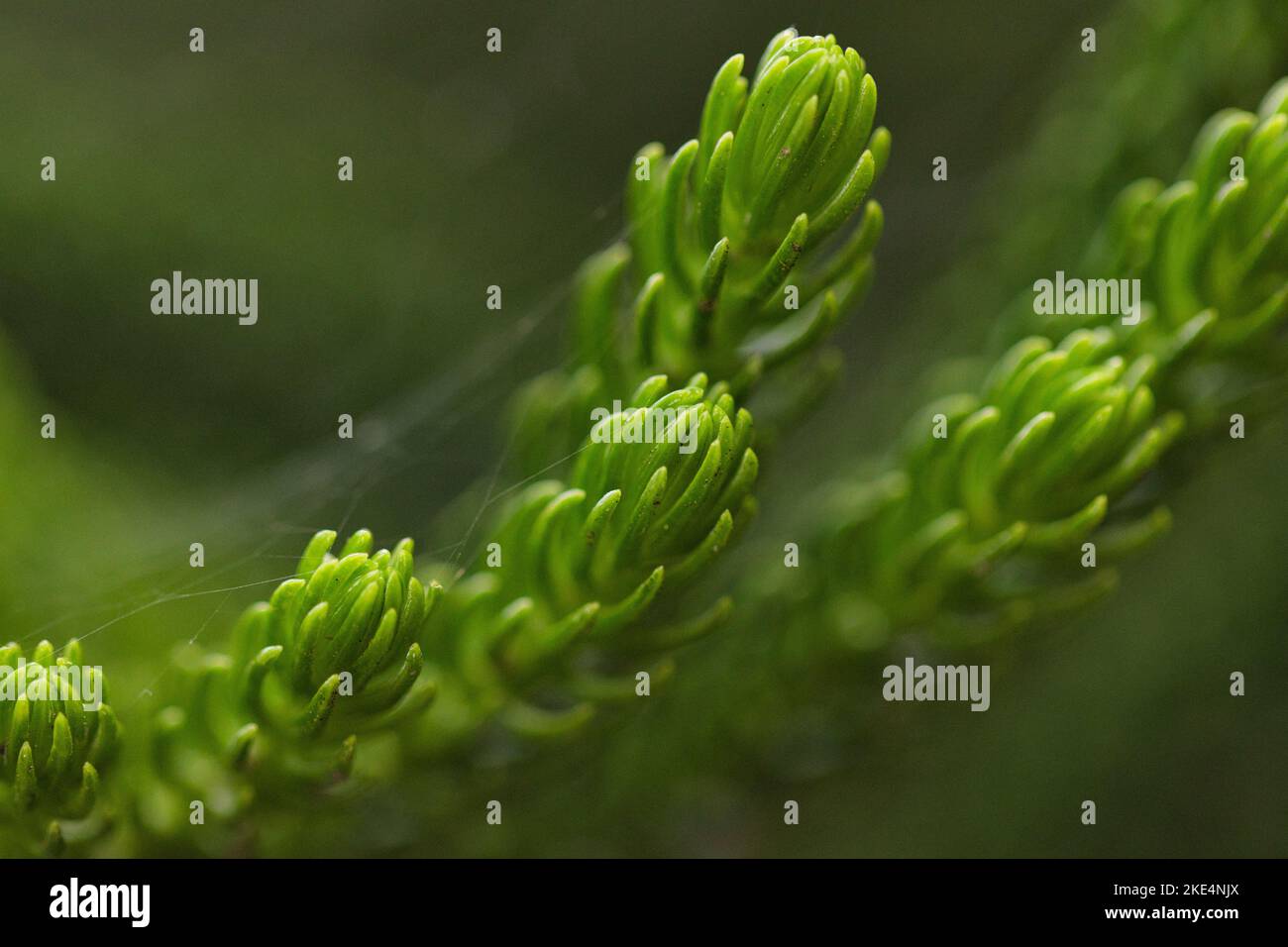 A macro view of Dacrydium plant branches growing with green needles Stock Photo