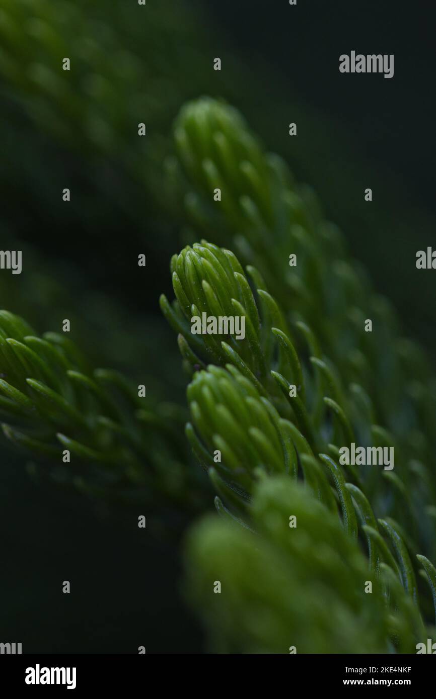 A vertical macro view of Dacrydium plant branches growing with green needles Stock Photo