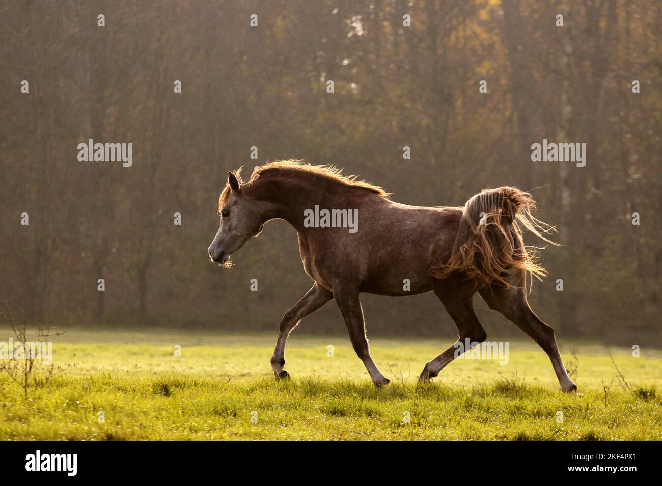 arabian horse mare Stock Photo