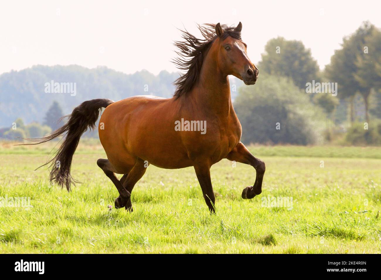 Pura Raza Espanola Stock Photo Alamy