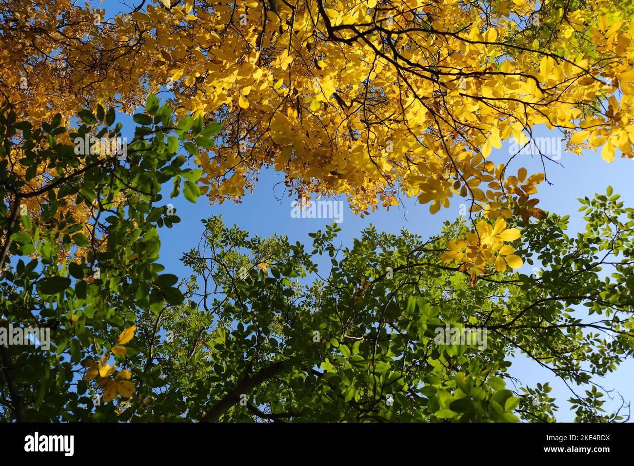 Two crowns of a trees, where one is fully green and other one is fully