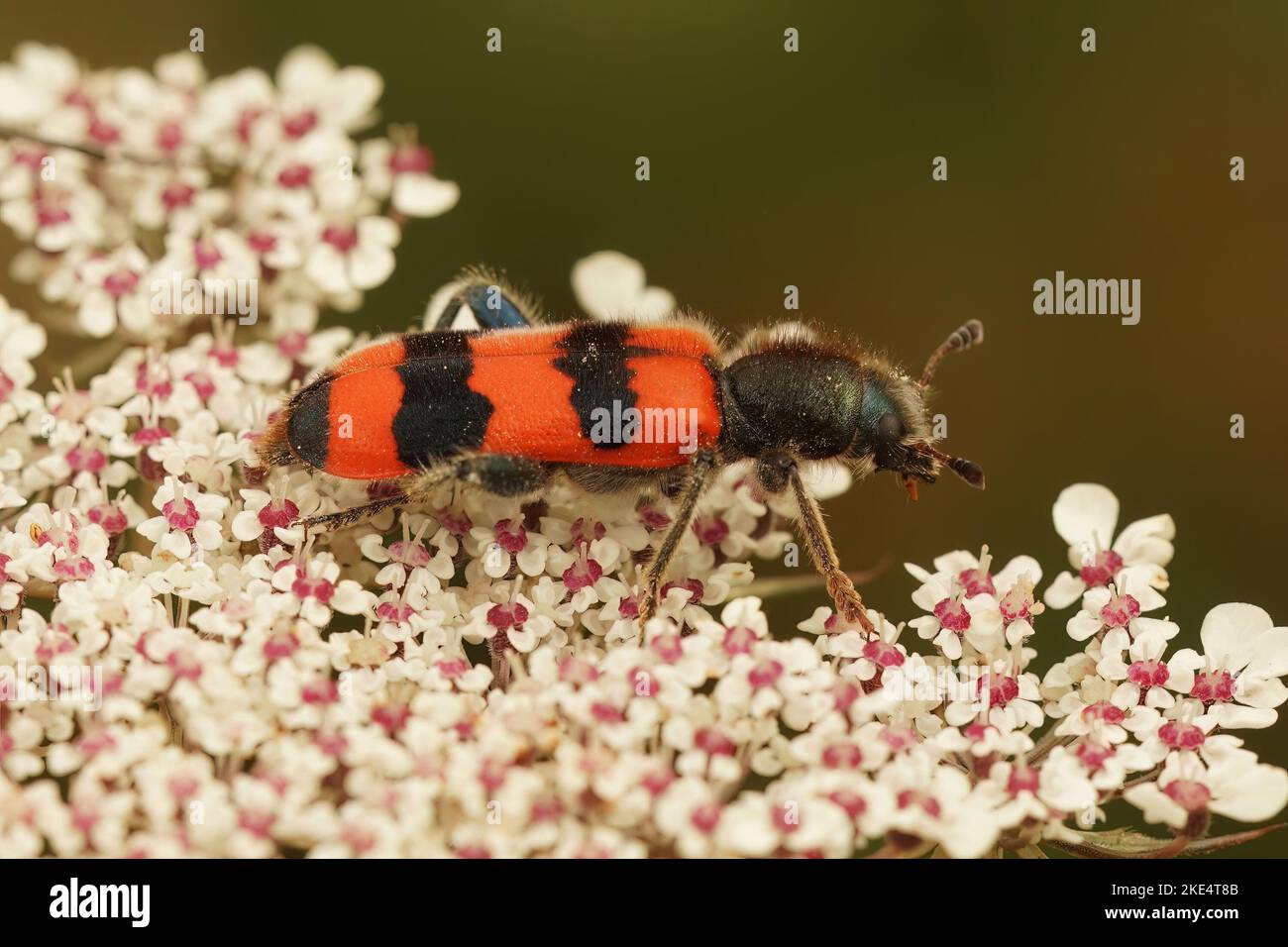 A closeup of a beetle (Trichodes apiarius) on a nest of bees Stock Photo