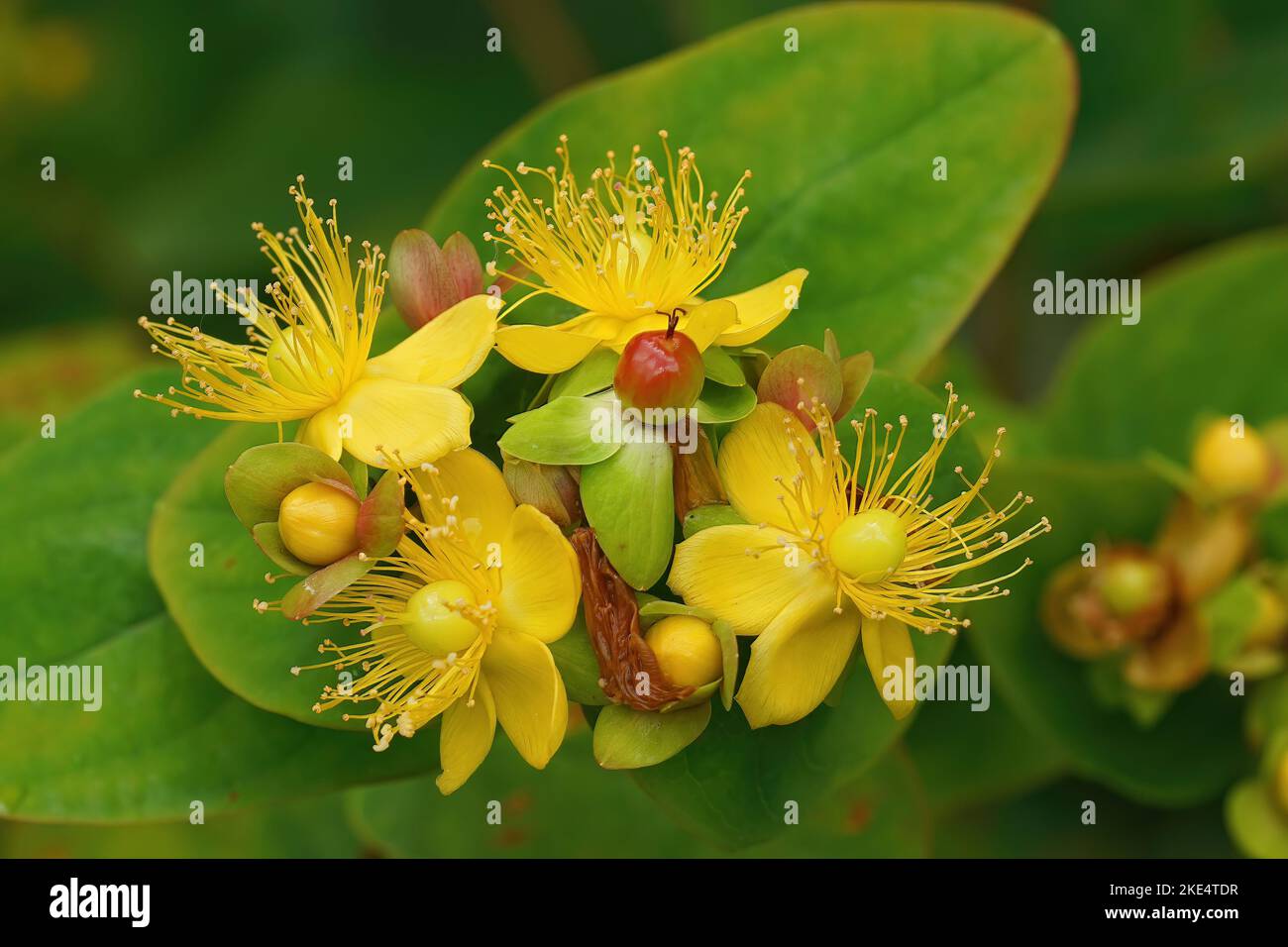 A closeup of a tutsan (Hypericum androsaemum) flowers and fruits Stock Photo