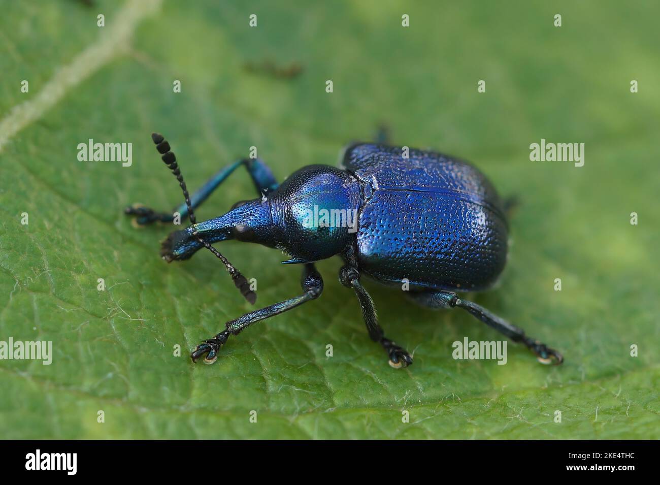 A closeup of a Byctiscus betulae weevil beetle sitting on a green leaf Stock Photo