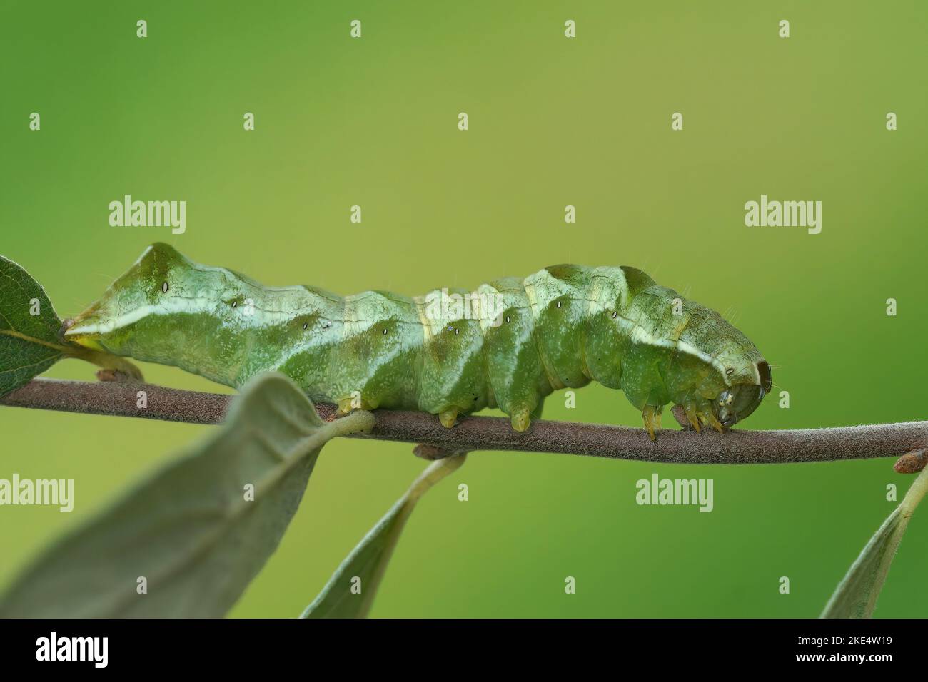 A macro shot of the green caterpillar of Melanchra standing on a tree ...