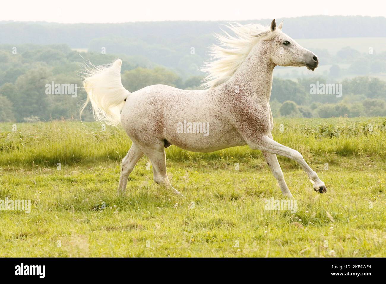 galloping arabian horse Stock Photo Alamy