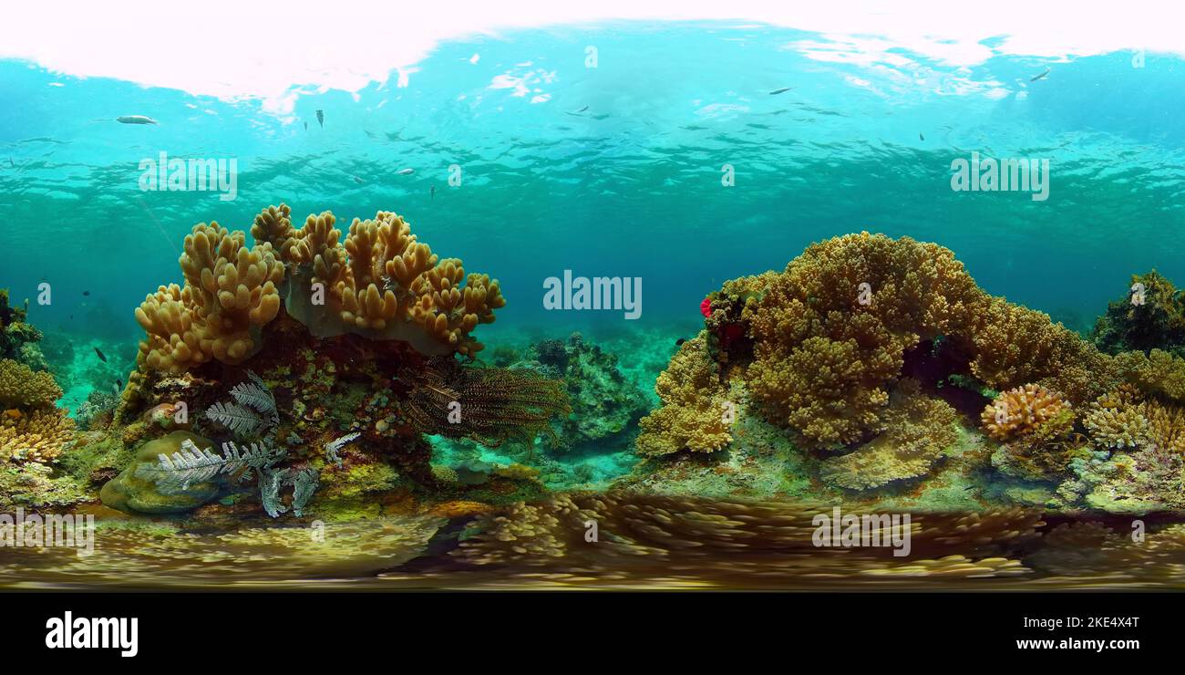 Virtual Reefs Tropical coral reef and fishes underwater. Hard and soft corals ...