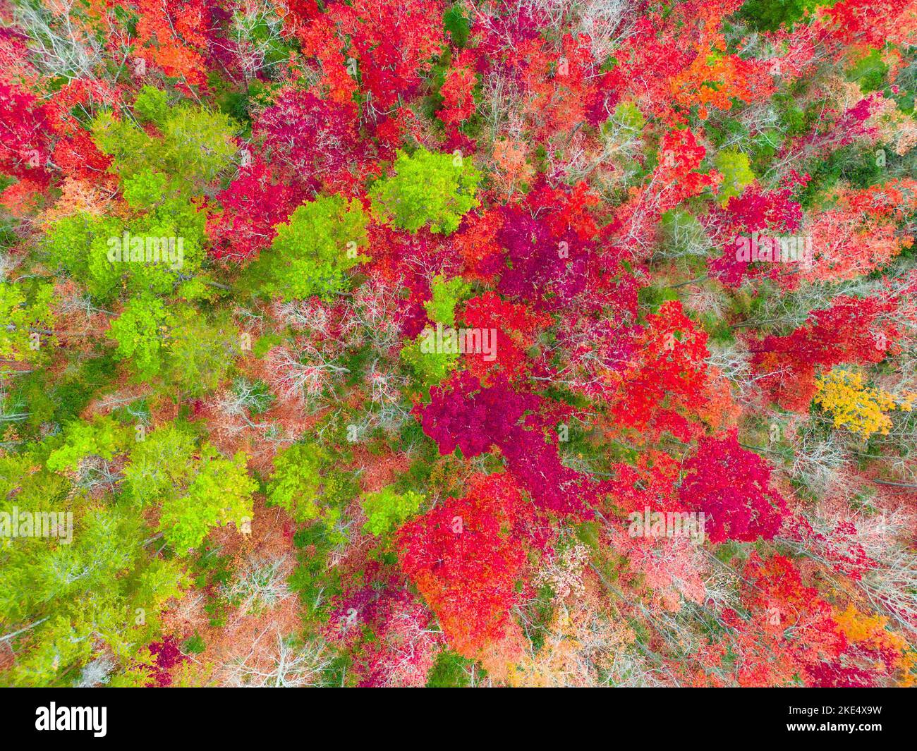 An aerial view of an autumnal forest in the countryside Stock Photo - Alamy