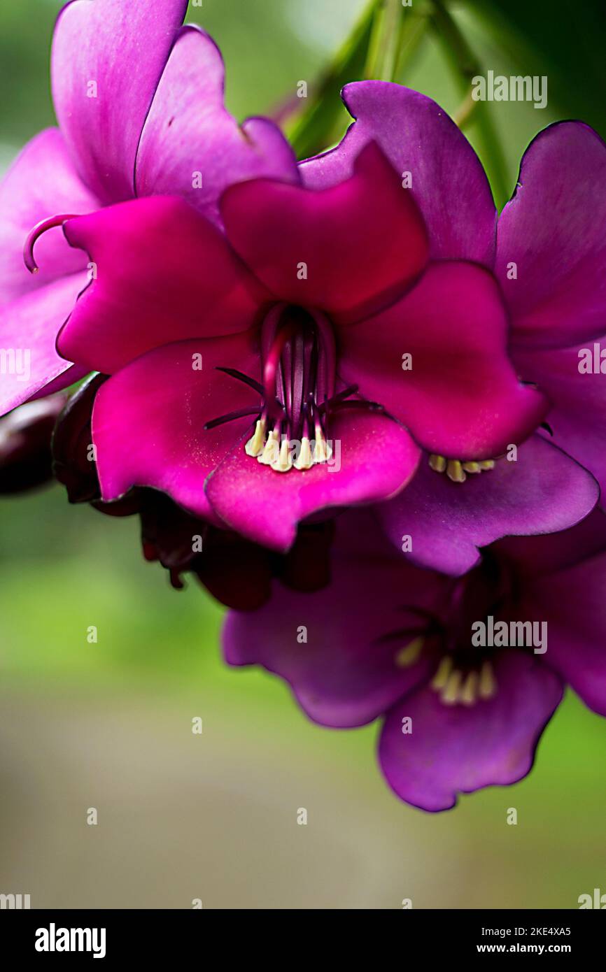 A shallow focus shot of Tibouchina purple flower with blur background Stock Photo