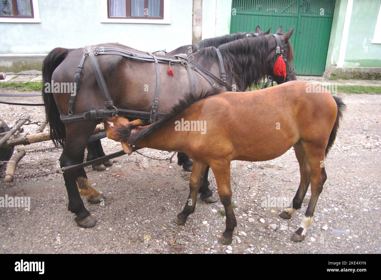 Foal suckling from its mother, a village in Transylvania, Romania Stock Photo