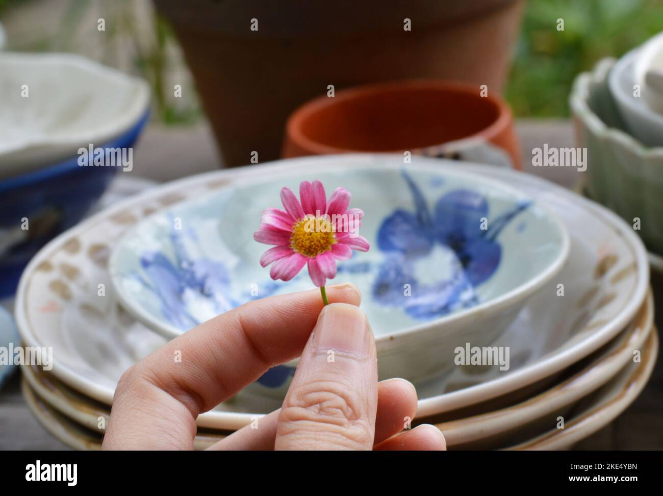 Cropped hand holding a pink daisy in the background of ceramic bowls Stock Photo