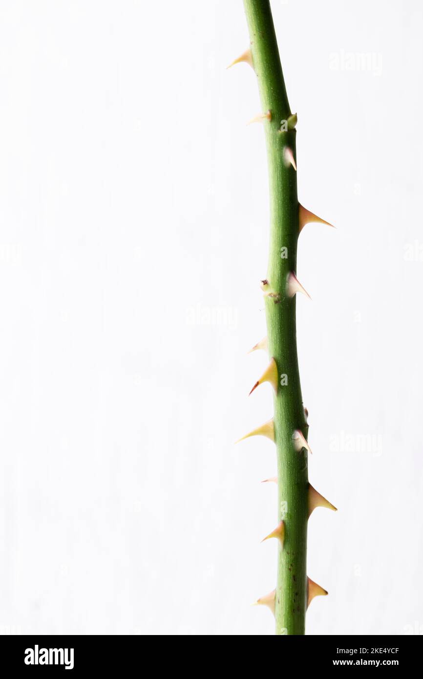 Isolated rose stem with thorns on white background Stock Photo Alamy