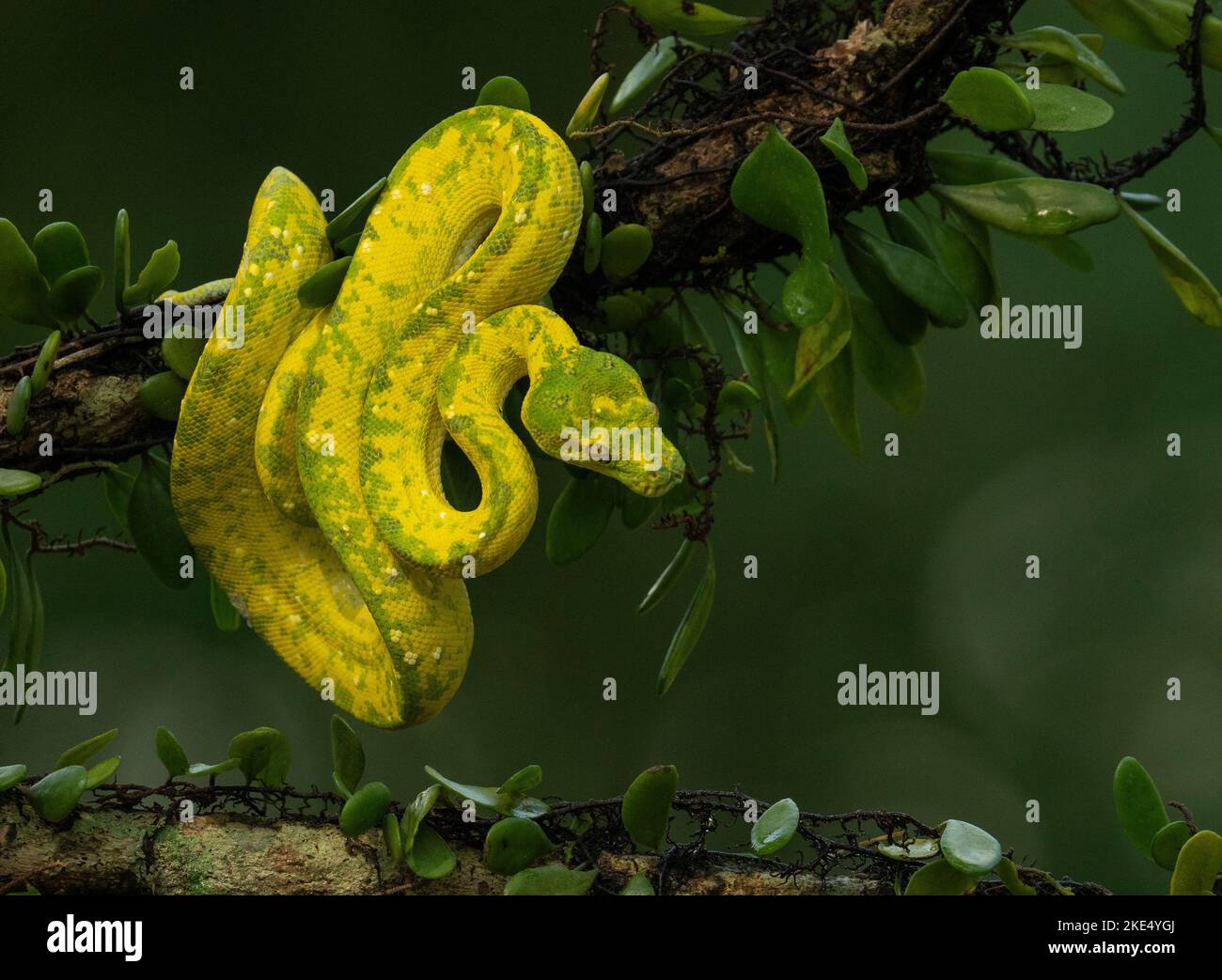 A closeup of a Juvenile Green Tree Python on a tree Stock Photo