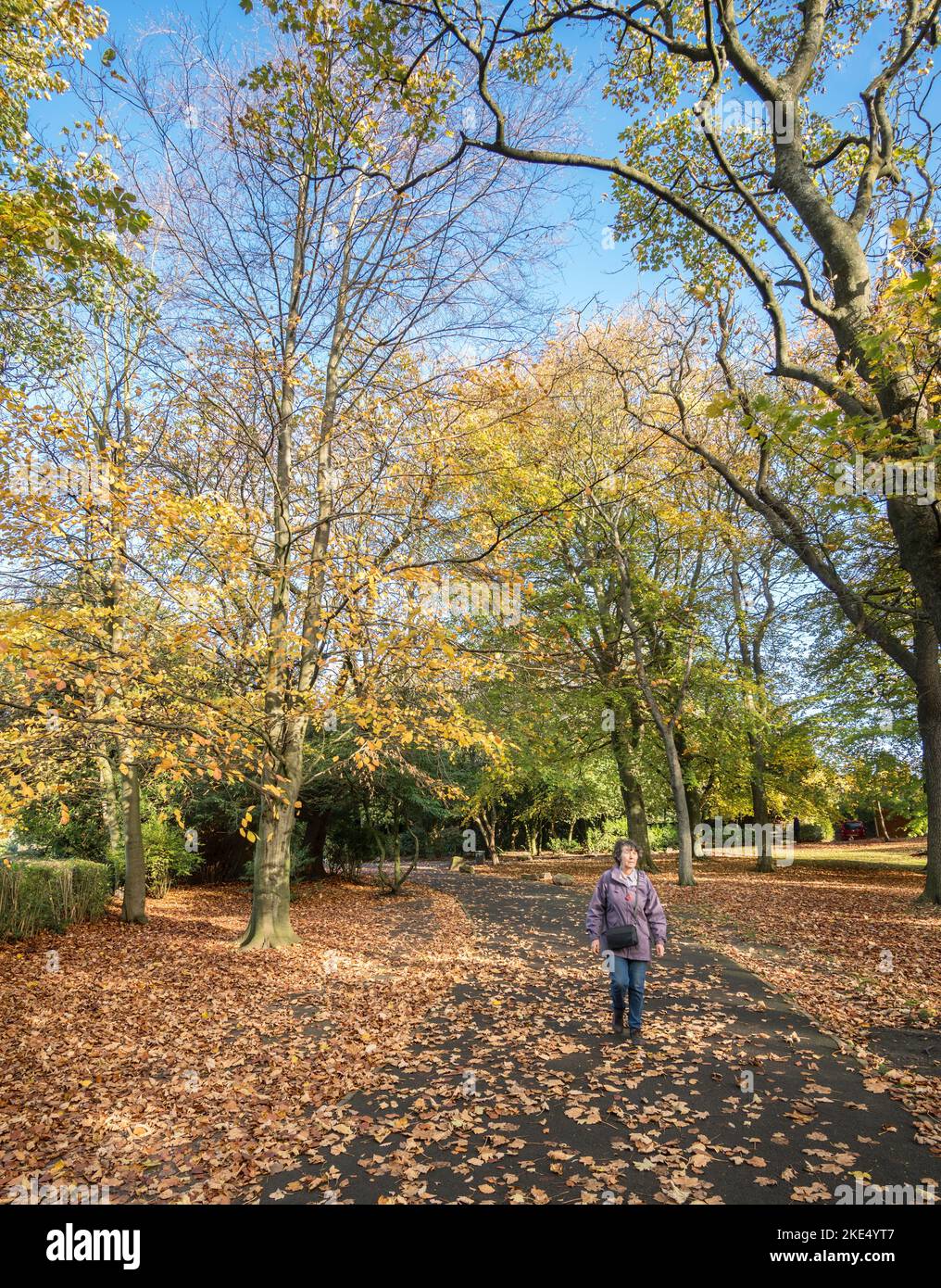 Autumn colour in Saltwell Park, a woman walks amongst fallen leaves in Gateshead, England, UK Stock Photo