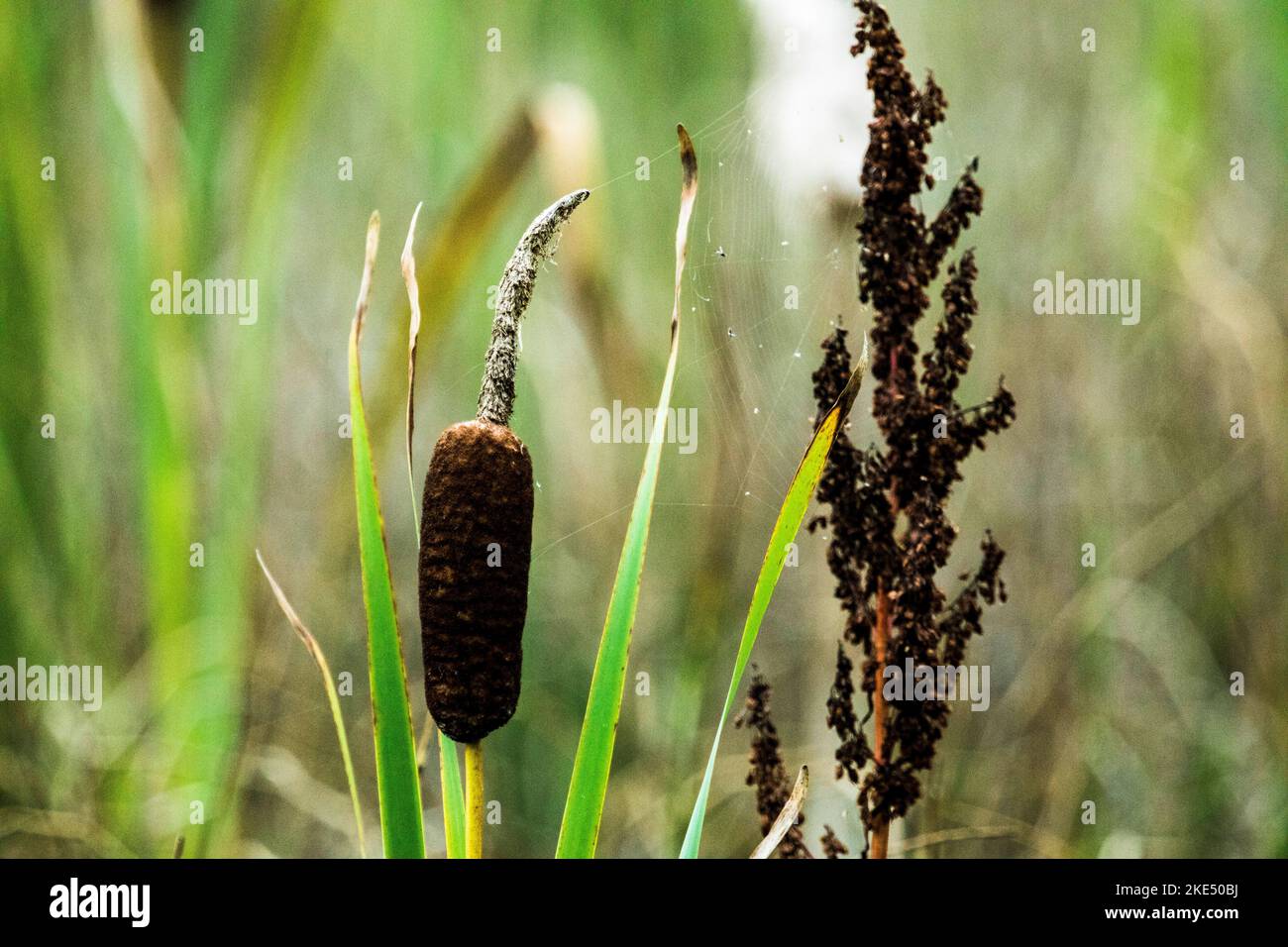 A Bulrush plant and Great Millet in a field covered with a spider web