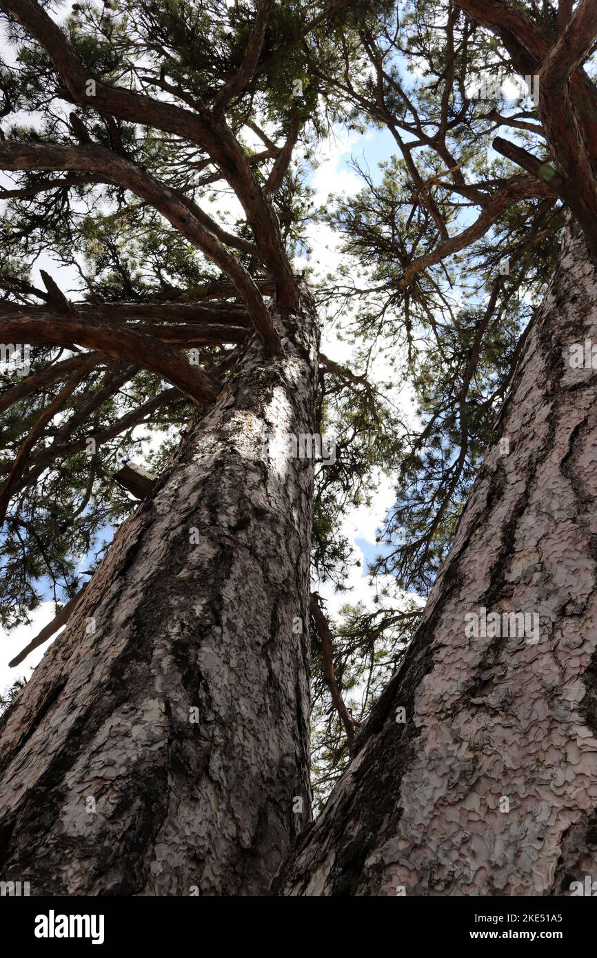 big pine trees in the forest Stock Photo Alamy