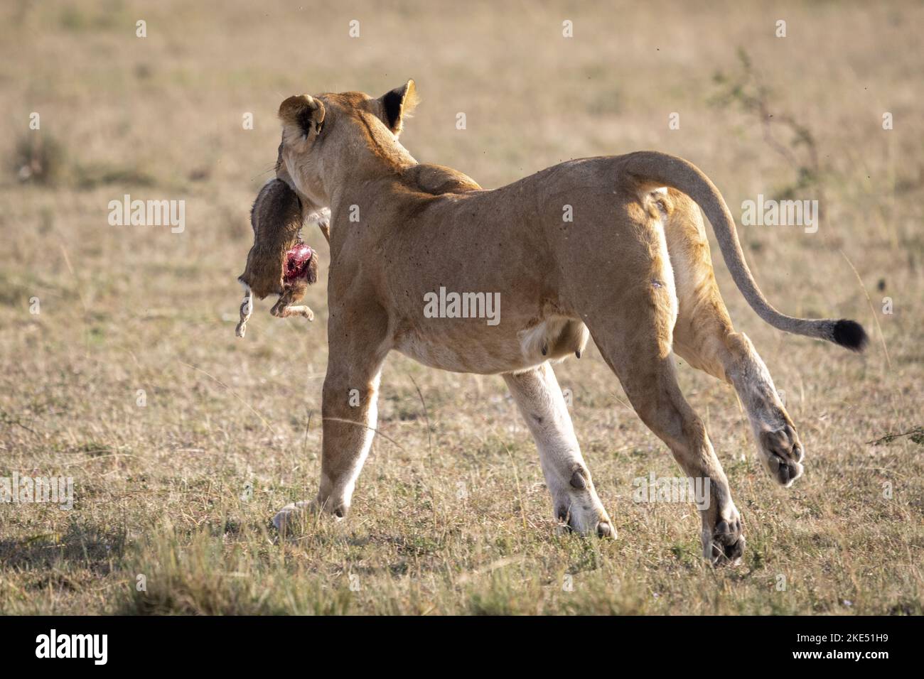 Lion gazelle africa running hi-res stock photography and images - Alamy