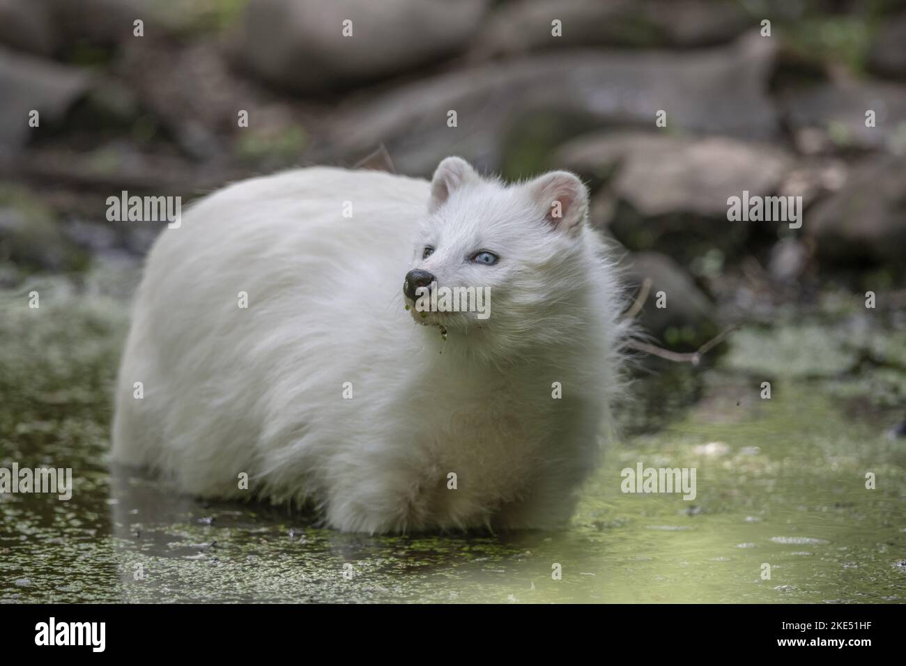 Raccoon Dog in the water Stock Photo Alamy